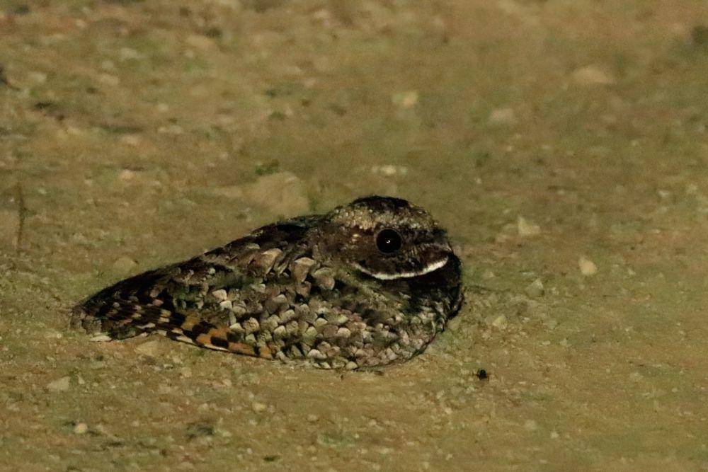 Common poorwill (inaturalist.org/iadams)