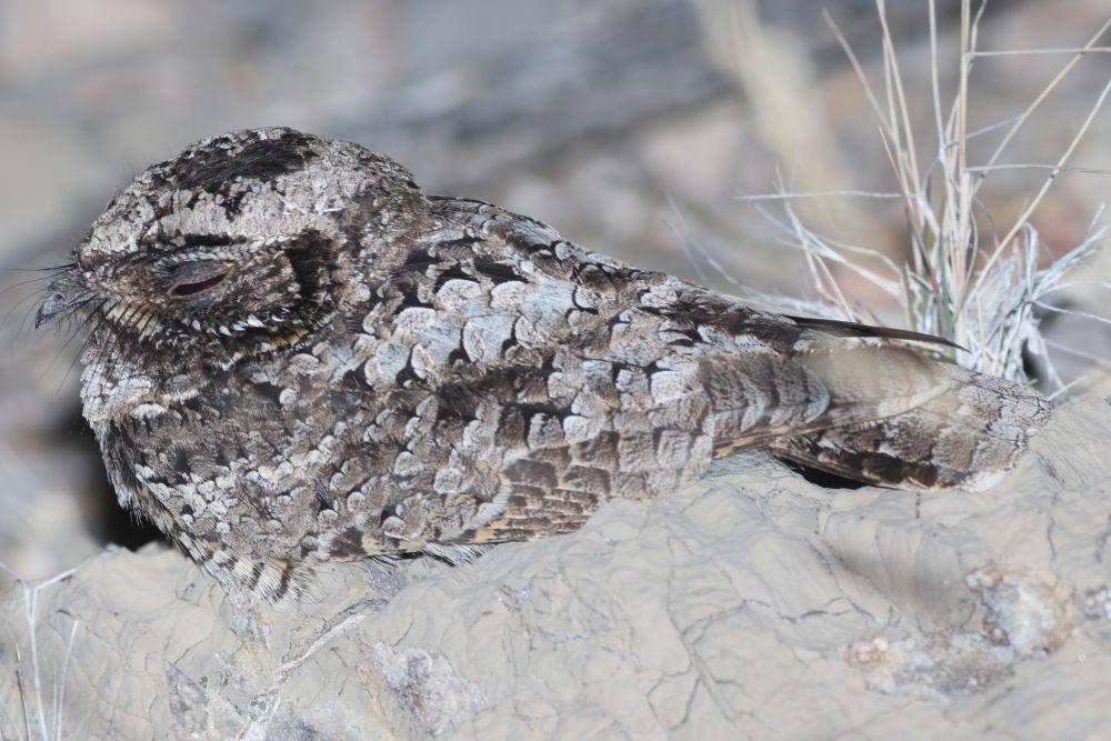 Common poorwill (inaturalist.org/opisska)
