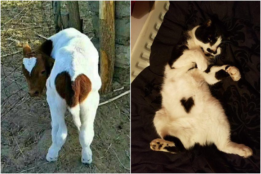 8 Foto Hewan yang Punya Corak Bentuk Hati di Tubuhnya, Gemas!