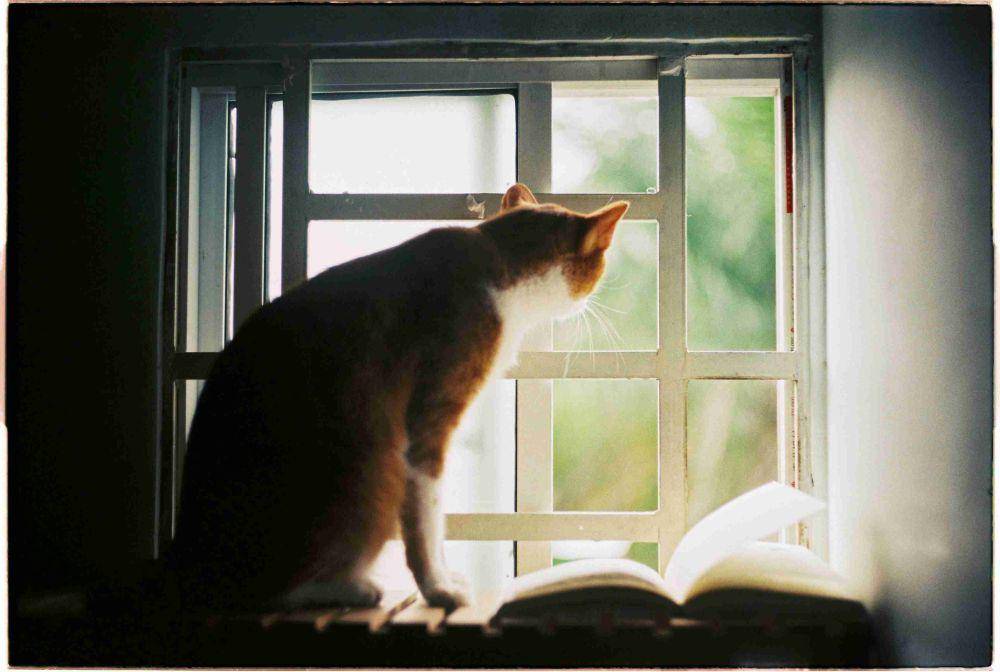 ilustrasi buku tentang kucing (pexels.com/Ánh Đặng)