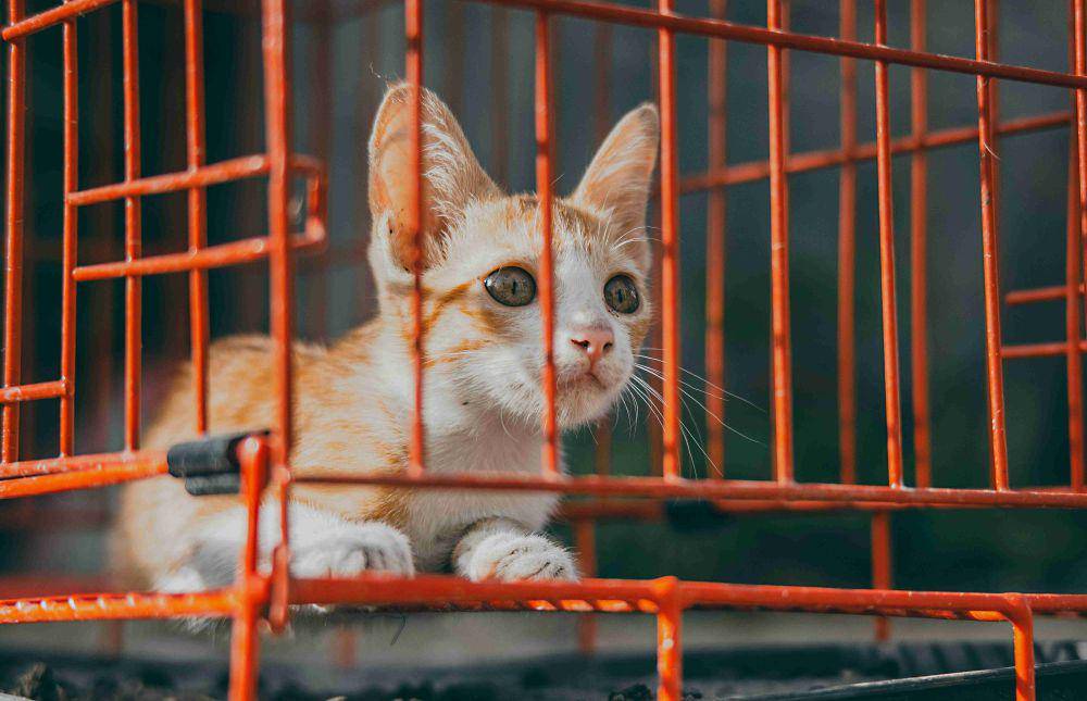 ilustrasi kandang kucing (pexels.com/Nothing Ahead)