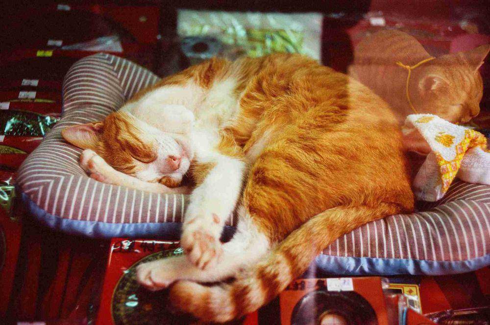 ilustrasi tempat tidur kucing (pexels.com/SimplyArt4794)