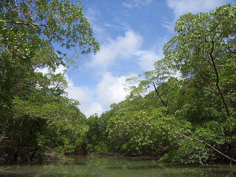 potret hutan dan sungai di Hutan Hujan Amazon (commons.wikimedia.org/Cesar Paes Barreto)