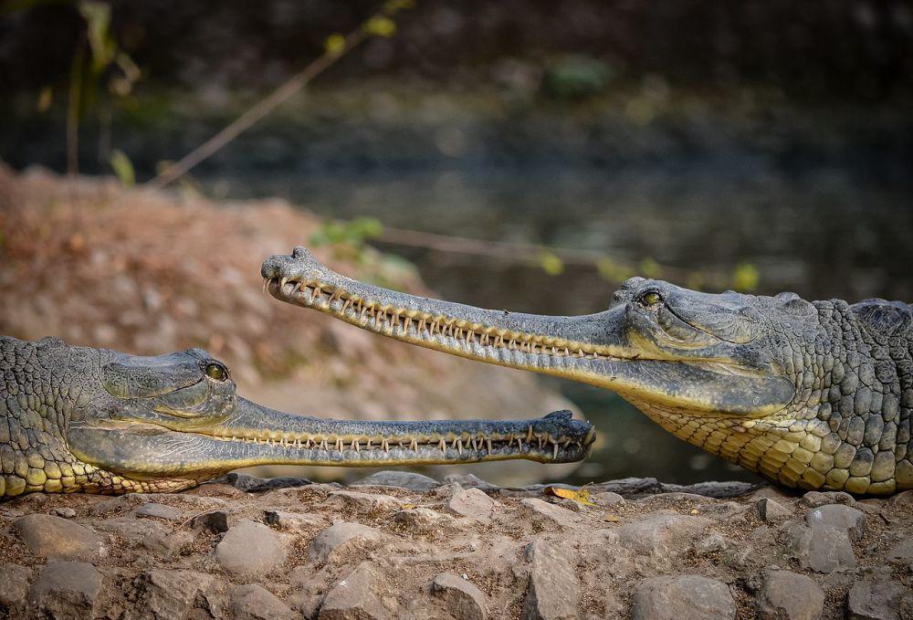 5 Fakta Unik Gavialidae, Famili Crocodilian yang Gemar Memakan Ikan