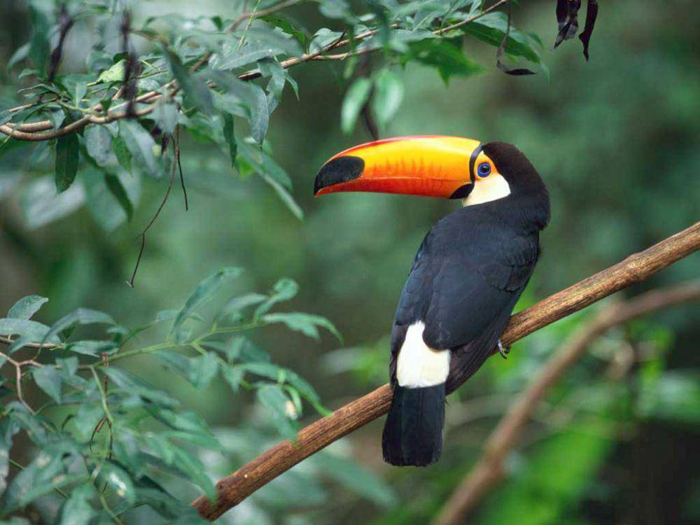 ilustrasi toco toucan (wikimedia.org/Basa Roland)