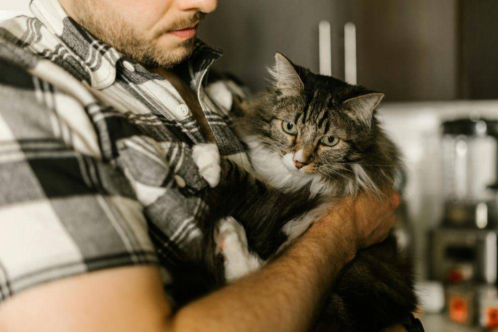 ilustrasi kucing bermain dengan pemiliknya (pexels.com/RDNE Stock project)