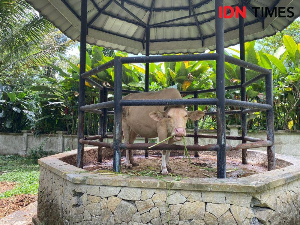 Lembu putih. (IDN Times/Yuko Utami)