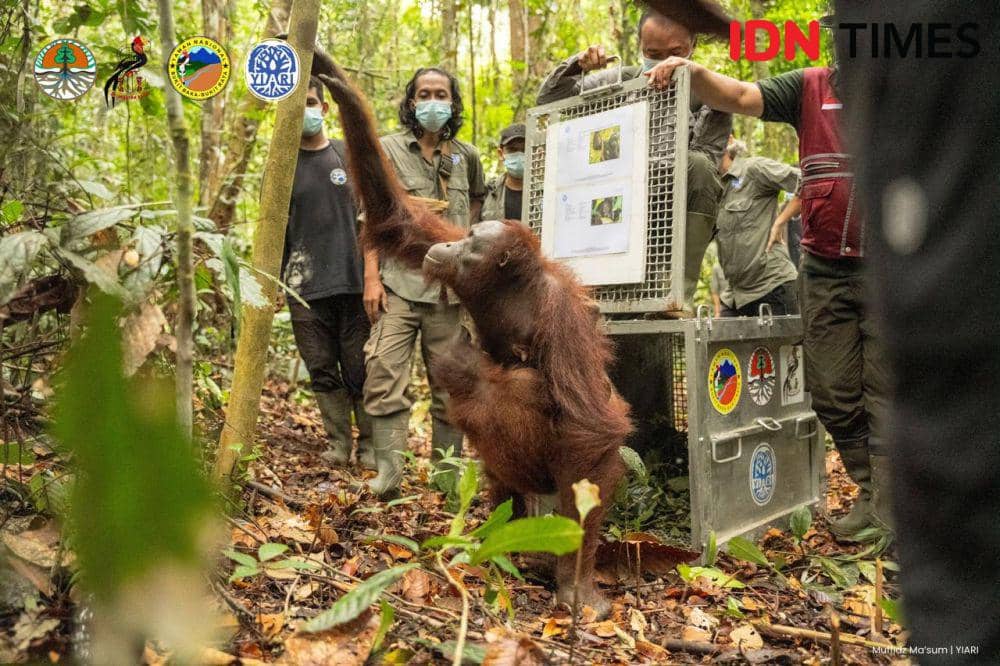 Pelepasliaran 7 orangutan dilakukan di taman nasional di Kalbar. (IDN Times/BKSDA Kalbar).