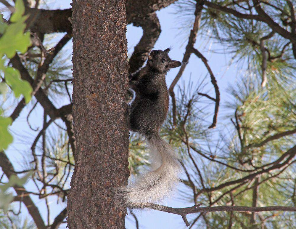 Kaibab squirrel (commons.m.wikimedia.org/Grand Canyon NPS)