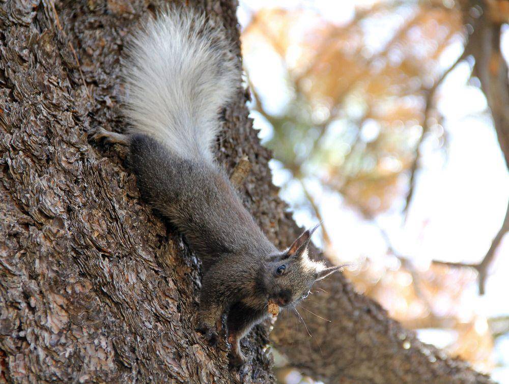 Kaibab squirrel (commons.m.wikimedia.org/Grand Canyon NPS)