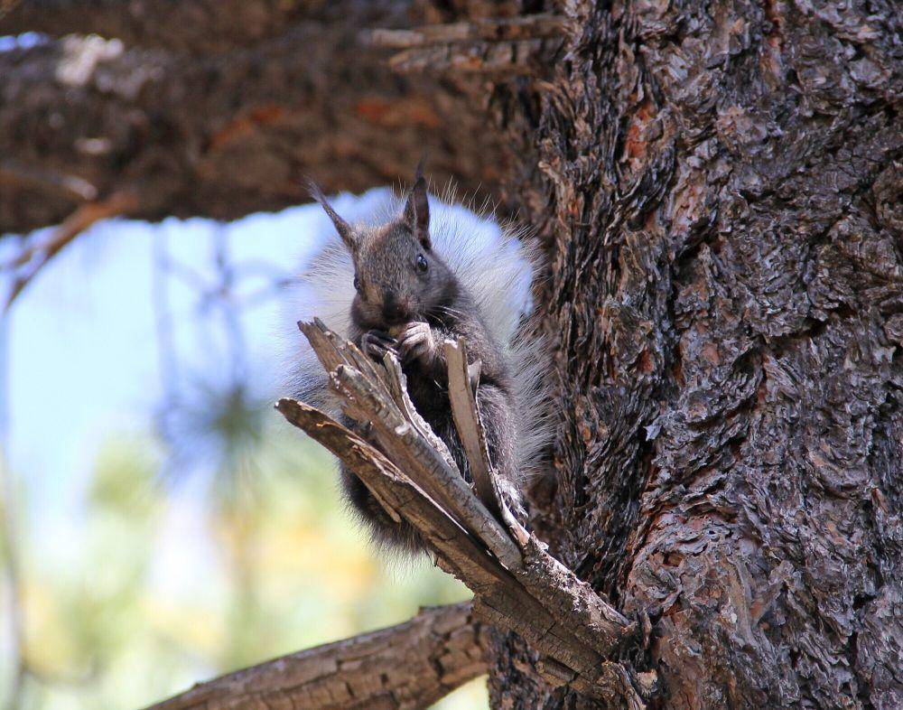 Kaibab squirrel (commons.m.wikimedia.org/Grand Canyon NPS)