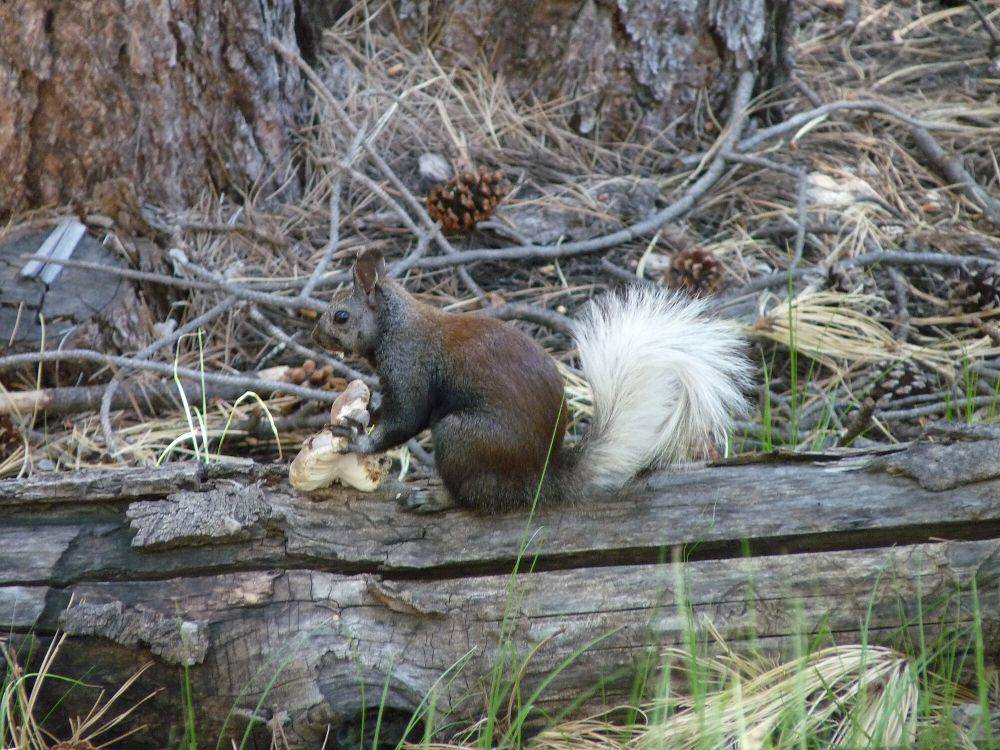 Kaibab squirrel (commons.m.wikimedia.org/Azhikerdude)