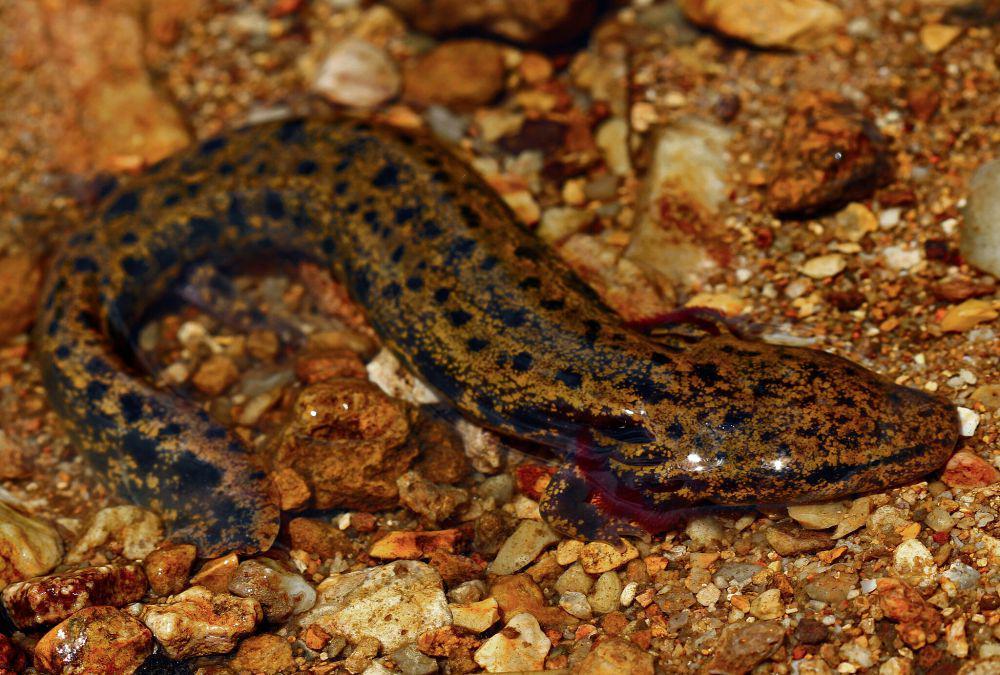 7 Fakta Salamander Mudpuppy, Dijuluki Anjing Air Bersuara Mencicit