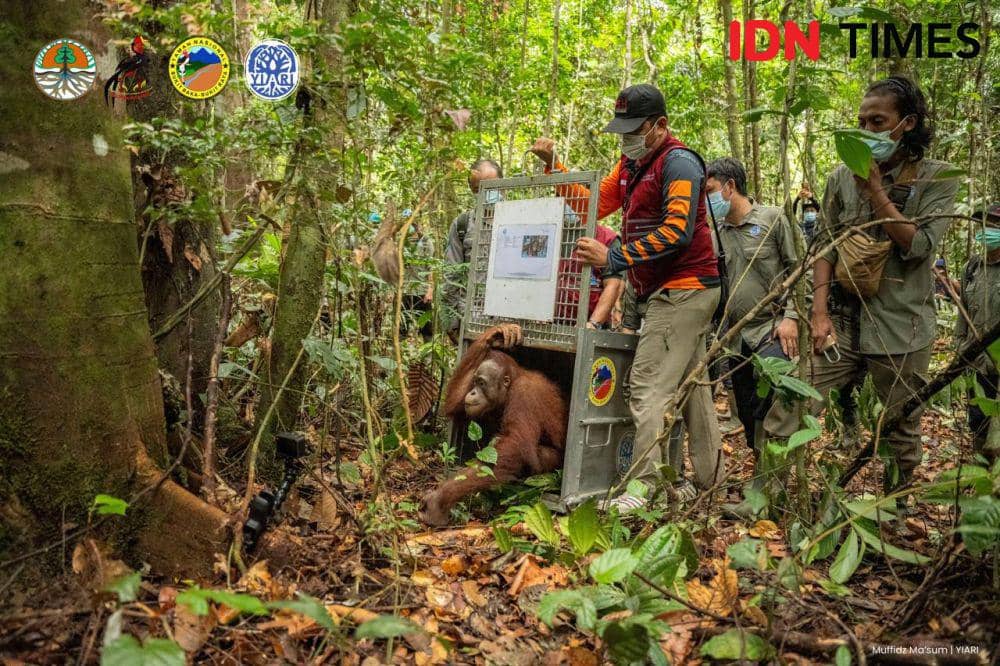 7 orangutan dilepasliarkan di Taman Nasional Kalbar. (IDN Times/BKSDA Kalbar).