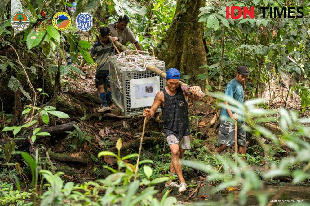 7 orangutan dilepasliarkan dalam kondisi siap dan sehat. (IDN Times/BKSDA Kalbar).