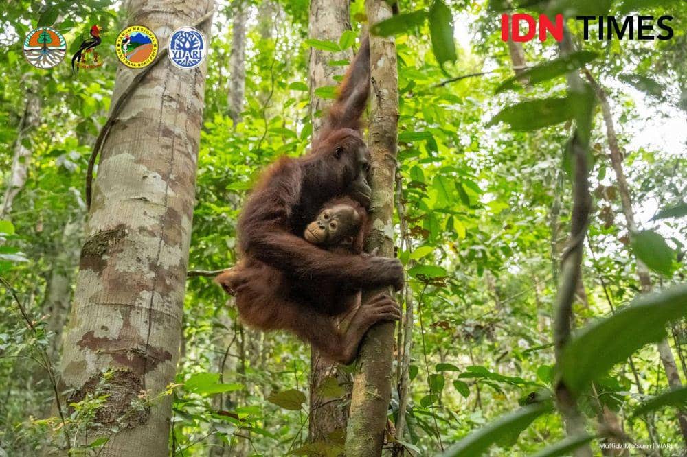 Kisah Pelepasliaran 7 Orangutan di Kawasan Taman Nasional Kalbar