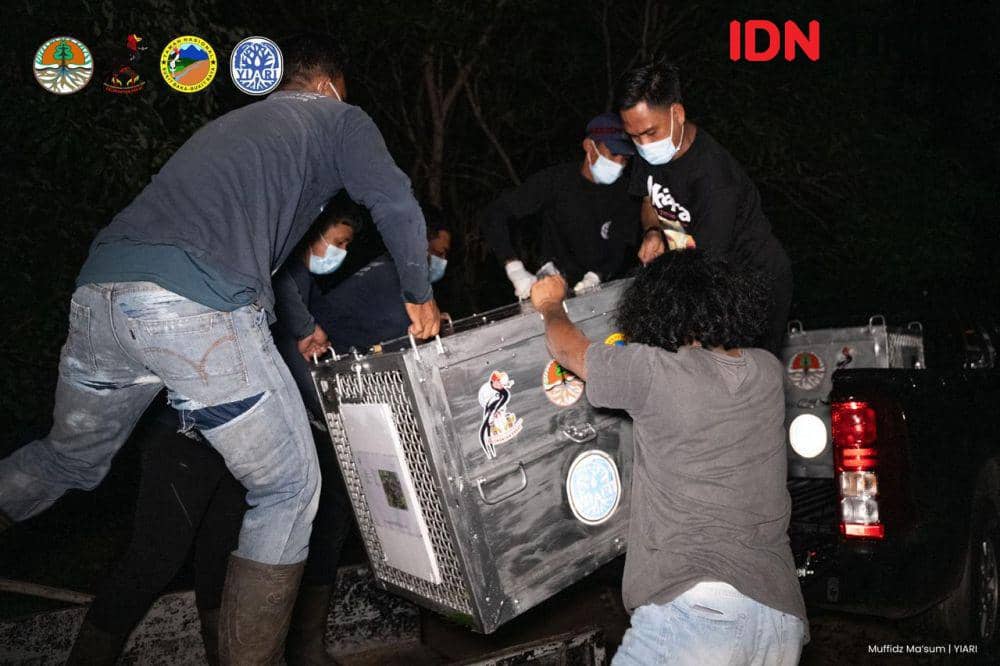 Sebelum dilepasliarkan, orangutan ini direhabilitasi dahulu. (IDN Times/BKSDA Kalbar).