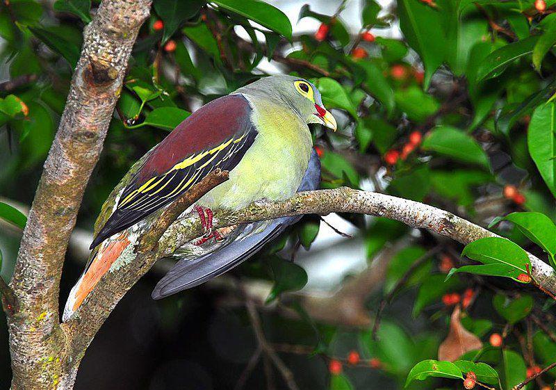 ilustrasi Treron curvirostra (commons.wikimedia.org/NatureAtYourBackyard)