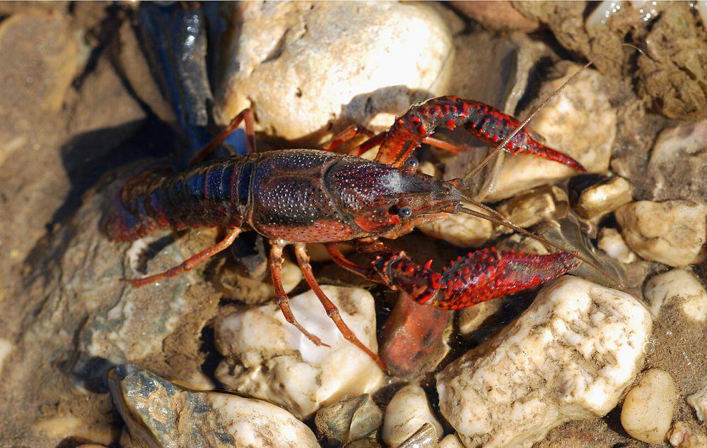 5 Fakta Unik Lobster Rawa Merah, Mampu Hidup di Daerah Minim Oksigen