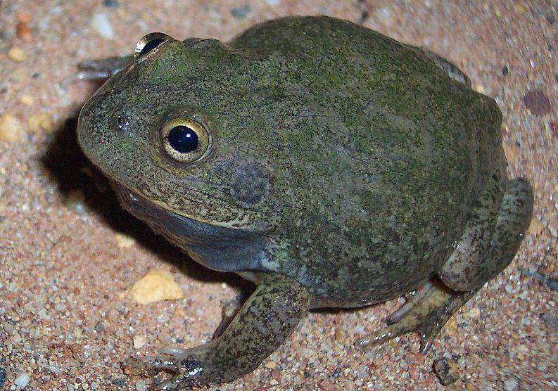 tampak sekujur tubuh katak penampung air atau water-holding frog (commons.wikimedia.org/Tnarg 12345)