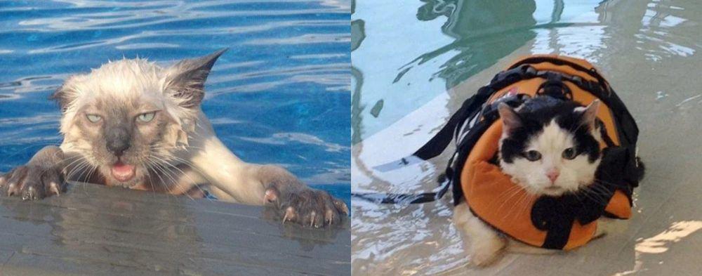 7 Ekspresi Beragam Kucing saat Berenang yang Gak Takut Air!