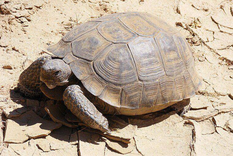 kura-kura gurun di Gurun Mojave, California Selatan (commons.wikimedia.org/Tigerhawkvok)