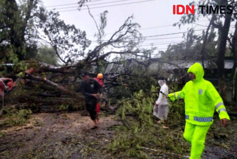 Diterjang hujan angin, pohon asam Jawa berukuran besar tumbang tutup akses jalan raya Goranggareng - Magetan. IDN Times/ Riyanto.