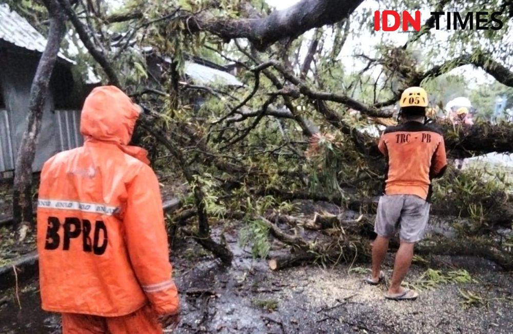 Ilustrasi pohon tumbang akibat cuaca ekstrem (IDN Times/Riyanto.)