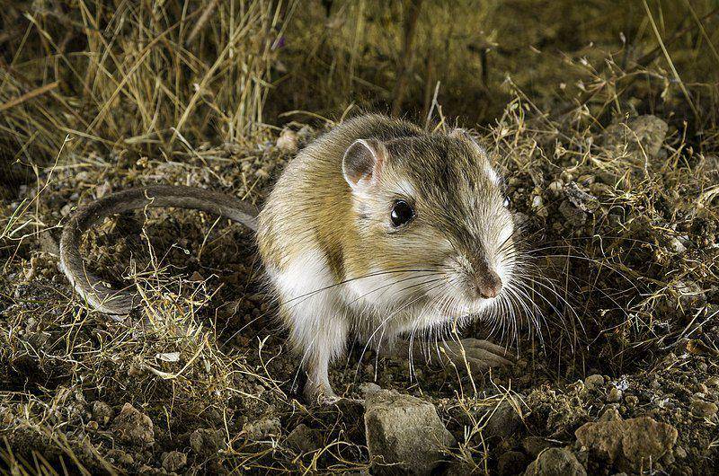 tikus kanguru di habitat aslinya (commons.wikimedia.org/Channel City Camera Club - Stuart Wilson)