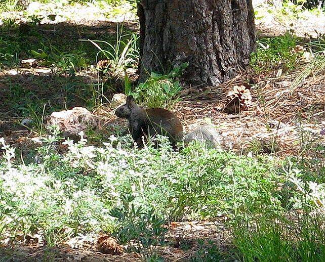 Kaibab squirrel (inaturalist.org/Paul Bedeli)