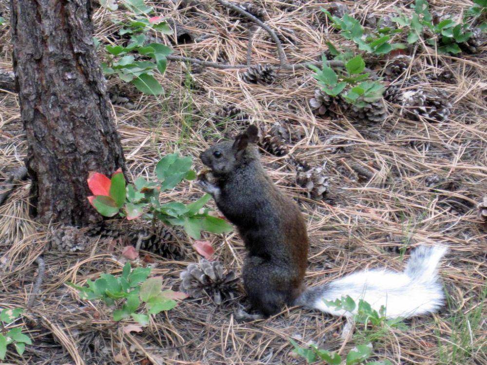 Kaibab squirrel (inaturalist.org/henrya)