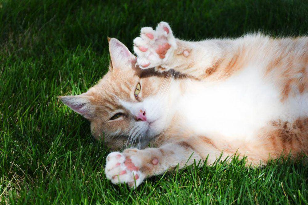 ilustrasi kucing rebahan di taman (pexels.com/Kevin Bidwell)