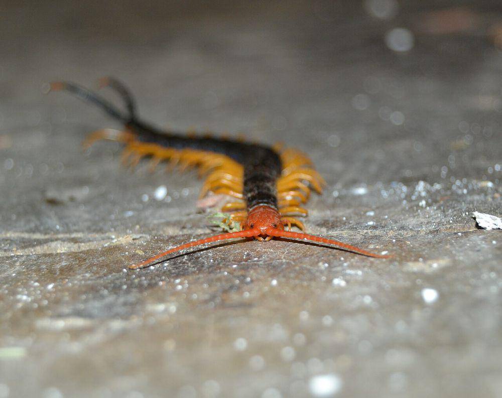 Kelabang gurun raksasa, salah satu kelabang dari genus Scolopendra (commons.wikimedia.org/Frank Boston)