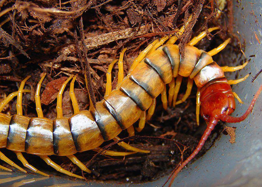Kelabang harimau (commons.wikimedia.org/Matt Reinbold)