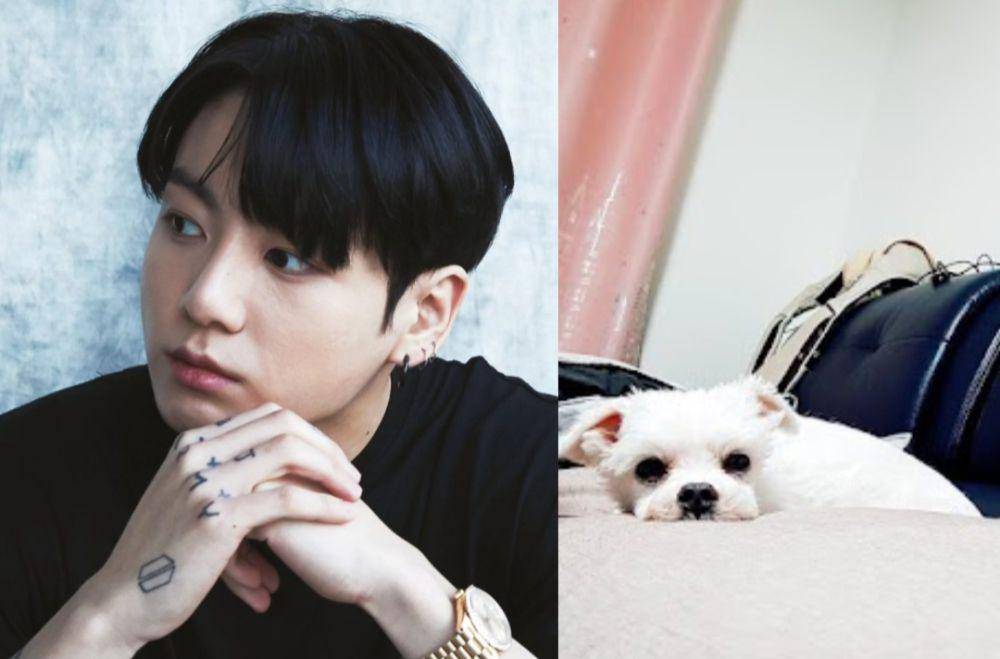 Jungkook BTS dan hewan peliharaannya (instagram.com/bts.bighitofficial | koreaboo.com)