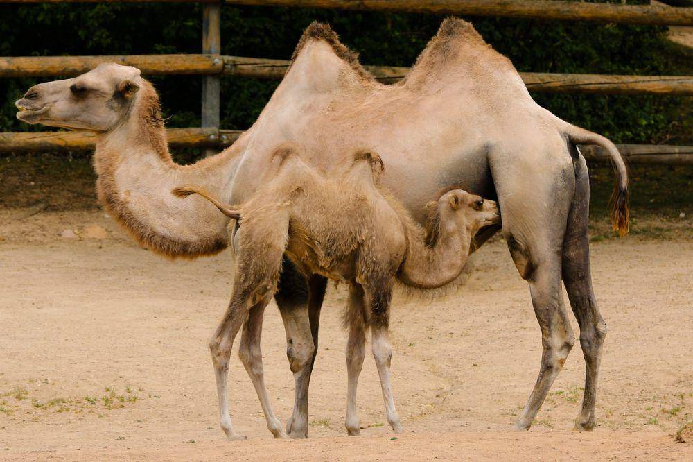 unta arab berpunuk (pixabay.com/garten-gg-201217)