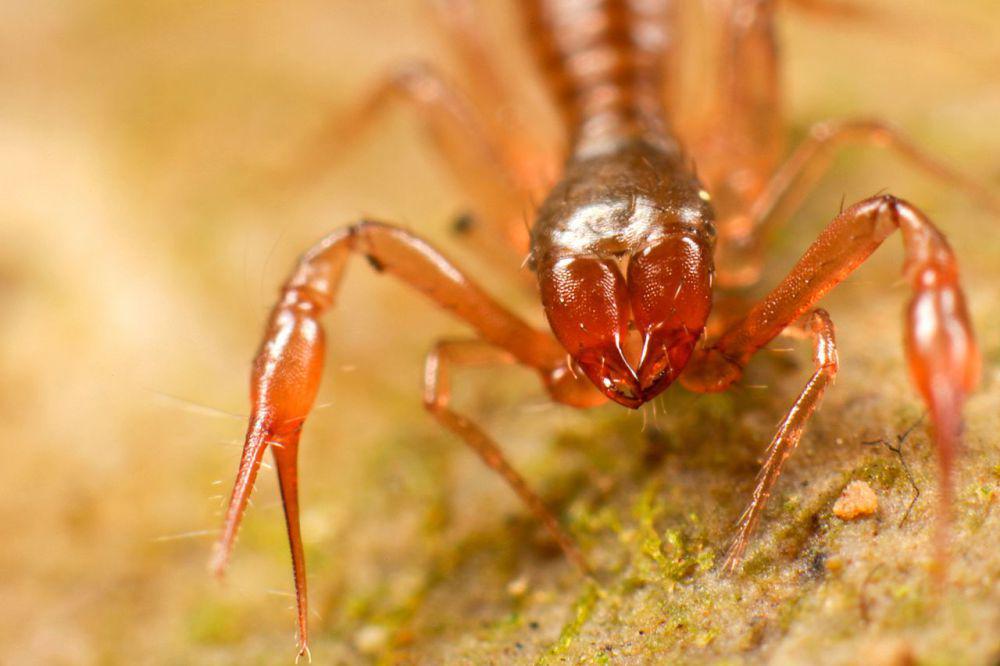 6 Fakta Pseudoscorpion, Dapat Melumpuhkan Mangsanya Menjadi Cairan
