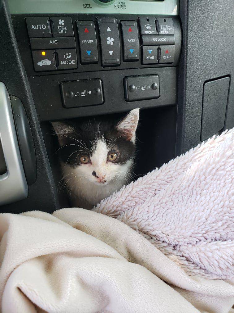 foto lucu kucing nyempil di dekat kursi kemudi mobil (facebook.com/A Purrfect Start)