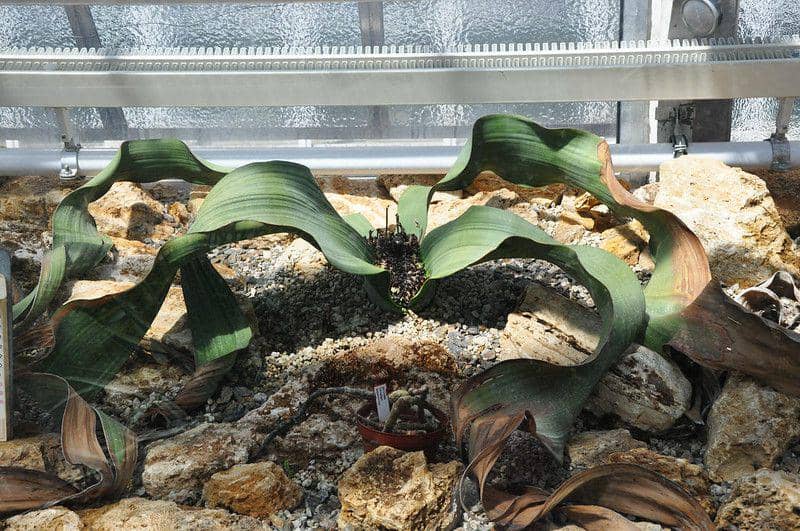 5 Fakta Menarik Welwitschia Mirabilis, Bisa Hidup hingga 2.000 Tahun!