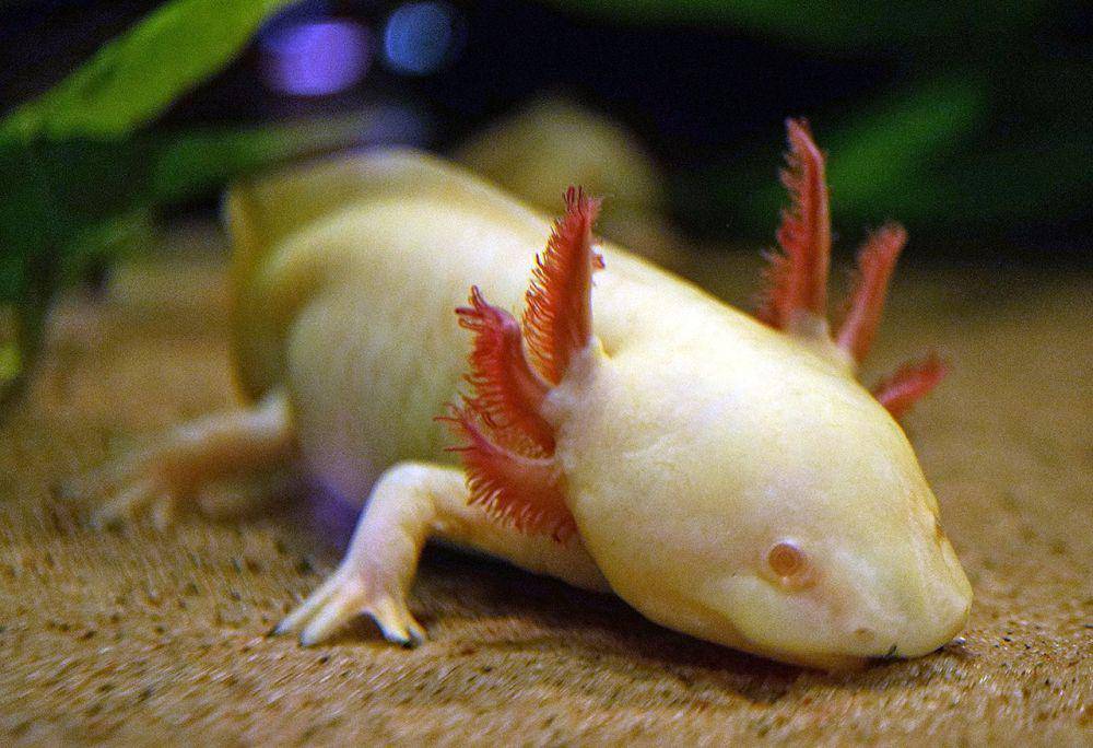 5 Salamander dari Genus Ambystoma yang Berstatus Kritis