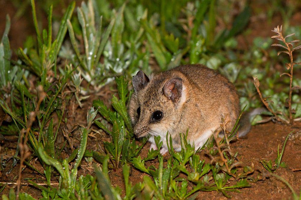 Fat-tailed dunnart (commons.m.wikimedia.org/Patrick_K59)