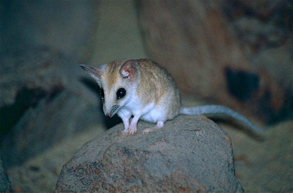 Fat-tailed dunnart (commons.m.wikimedia.org/Bernard Dupont)