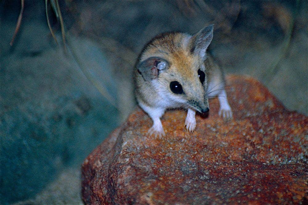 Fat-tailed dunnart (commons.m.wikimedia.org/Bernard Dupont)