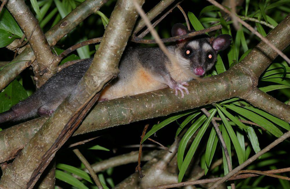 6 Fakta Unik Gray Four-eyed Opossum, Petarung Paling Kejam dan Ganas!