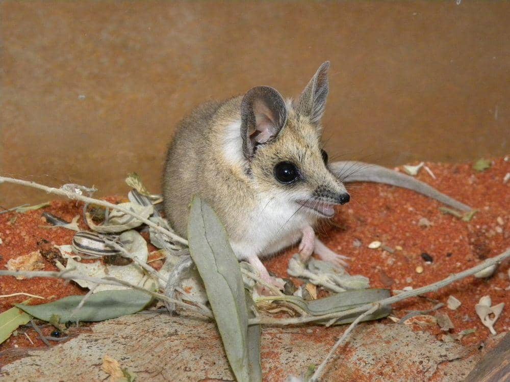 5 Fakta Fat-tailed Dunnart, Punya Cara Sendiri untuk Menghemat Energi