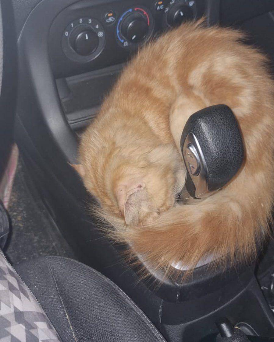 foto lucu kucing nyempil di dekat kursi kemudi mobil (facebook.com/A World of Cats Online )