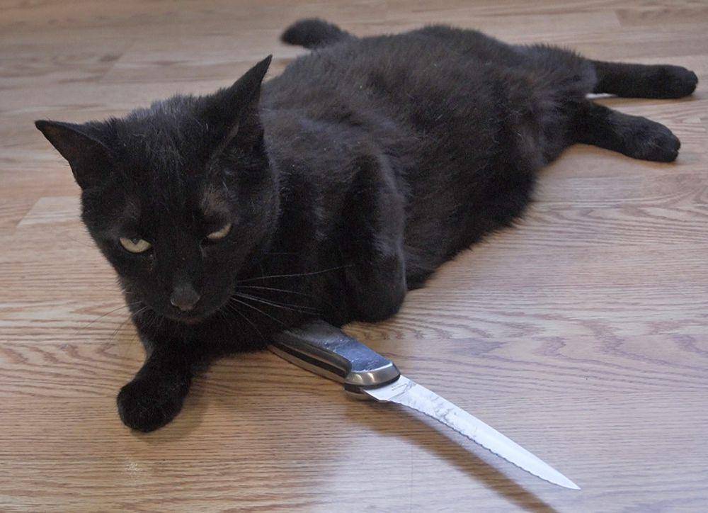 foto lucu kucing dan pisau (reddit.com/MadBunnyLabs)