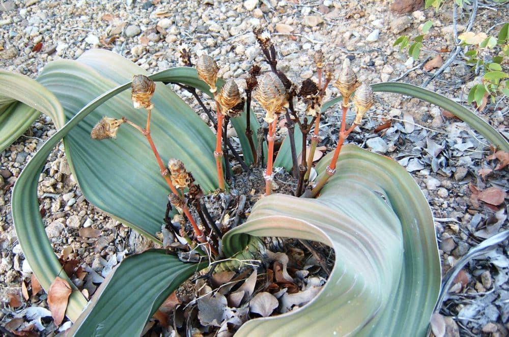 ilustrasi welwitschia mirabilis (flickr.com/Petr Kosina)