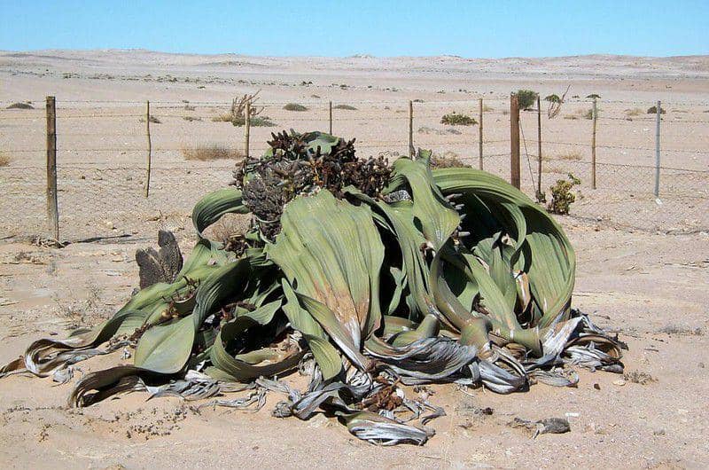 ilustrasi welwitschia mirabilis (flickr.com/Petr Kosina)