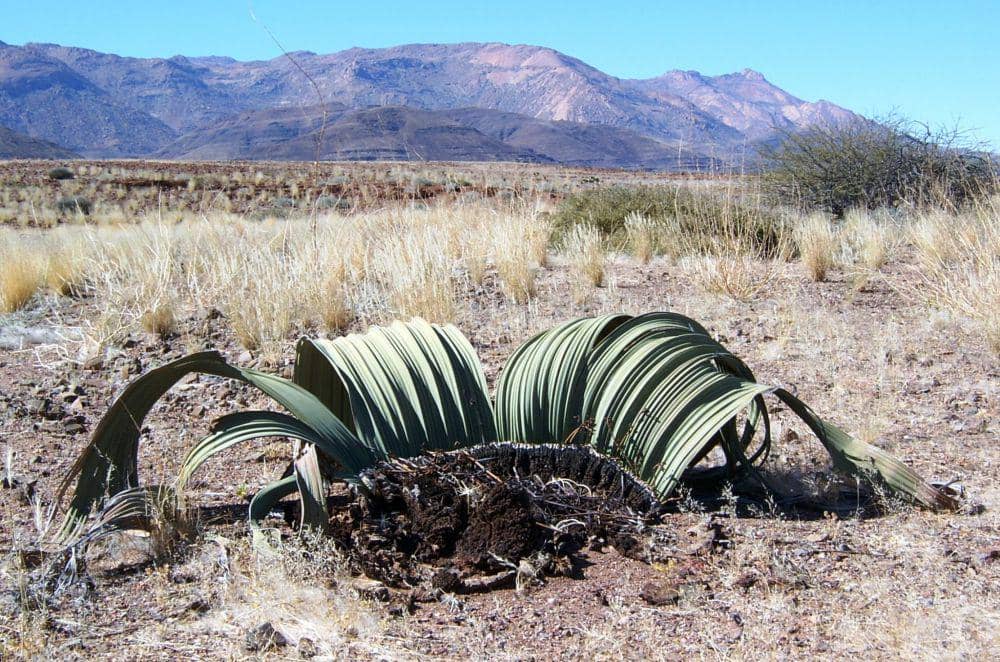 ilustrasi welwitschia mirabilis (flickr.com/Petr Kosina)